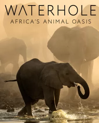 BBC. Водопой: Африканский Оазис для Животных / Waterhole: Africa's Animal Oasis